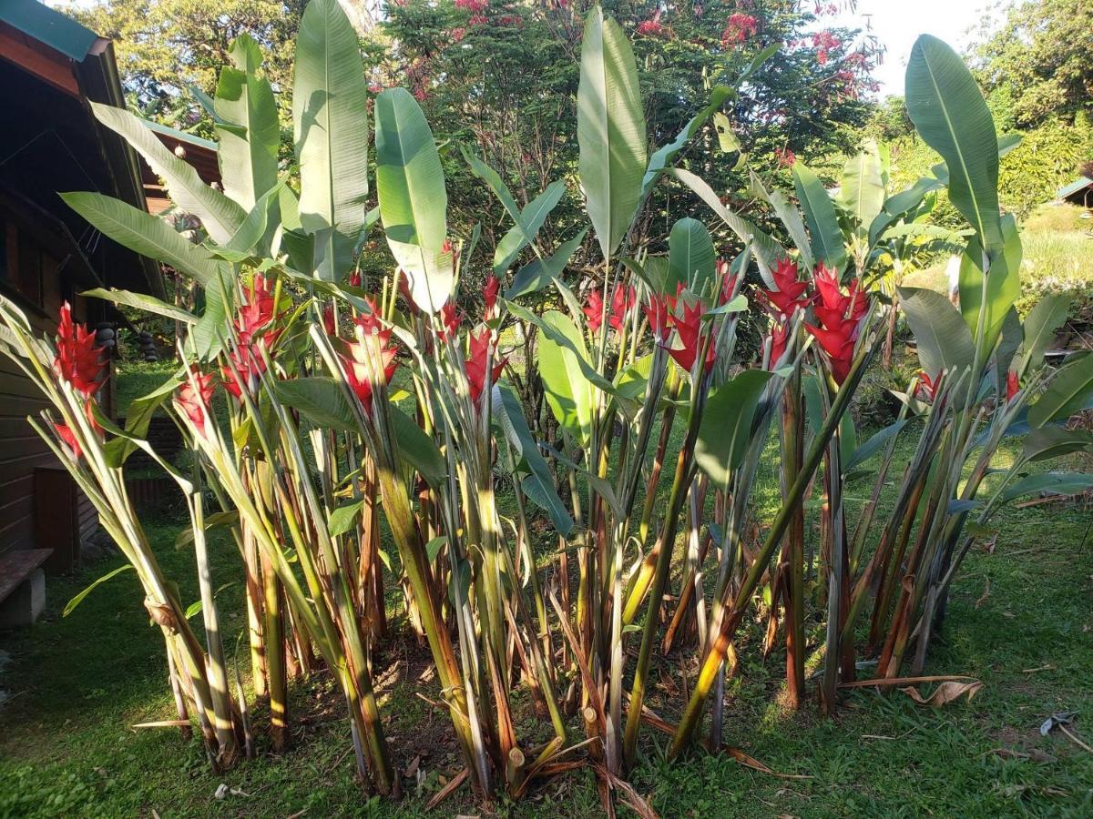 Les Bananes Vertes Ecolodges Saint-Claude Luaran gambar